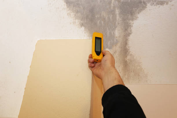 Castle Point, MO Mold Inspection, Removal & Remediation Company